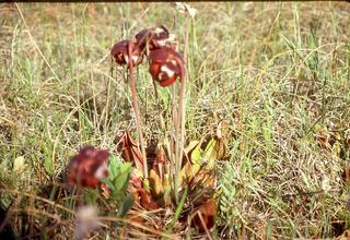 Sarracenia purpurea, Flower