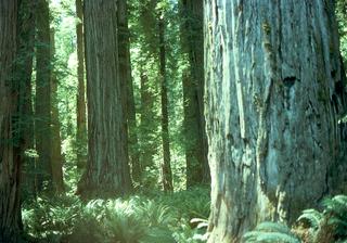 Sequoia sempervirens, Bark