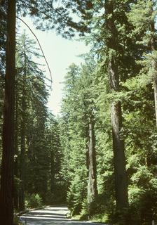 Sequoia sempervirens, Whole tree