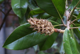Magnolia grandiflora, fruit - lateral or general close-up