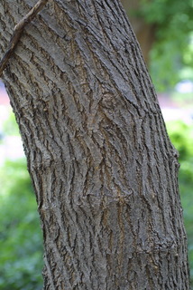 Morus alba, bark - of a large tree