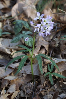 Cardamine concatenata, whole plant - in flower - general view