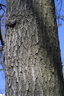 Quercus rubra, bark - of a large tree