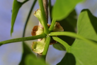 Ginkgo biloba, leaf - showing orientation on twig
