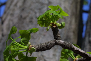 Ginkgo biloba, twig - showing attachment of needles