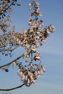 Paulownia tomentosa, inflorescence - whole - unspecified