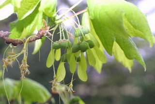 Acer saccharum, fruit - as borne on the plant