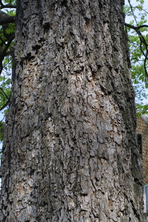 Carya illinoinensis, bark - of a large tree