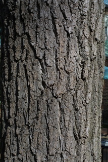 Juglans nigra, bark - of a large tree