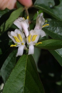 Lonicera maackii, inflorescence - frontal view of flower