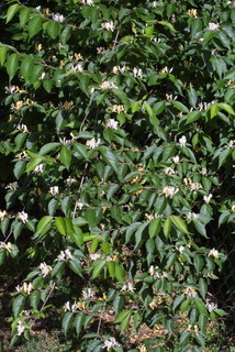 Lonicera maackii, whole tree or vine - general