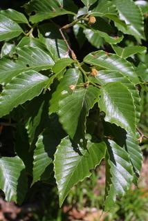 Fagus grandifolia, leaf - showing orientation on twig