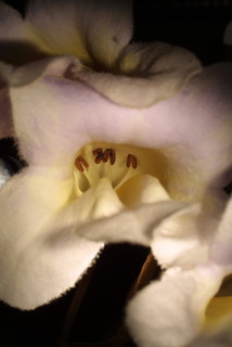 Paulownia tomentosa, inflorescence - close-up of flower interior
