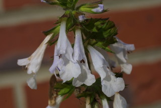 Salvia lyrata, inflorescence - whole - unspecified