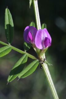 Vicia sativa, inflorescence - frontal view of flower