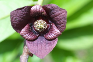 Asimina triloba, inflorescence - frontal view of flower