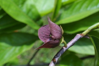 Asimina triloba, inflorescence - lateral view of flower