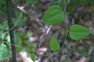 Smilax rotundifolia, leaf - showing orientation on twig