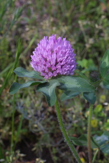 Trifolium pratense, inflorescence - whole - unspecified