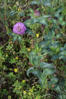 Trifolium pratense, whole plant - in flower - general view