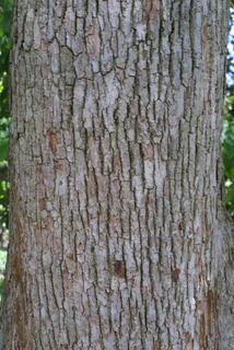 Magnolia acuminata, bark - of a large tree
