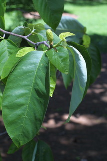 Magnolia acuminata, fruit - as borne on the plant