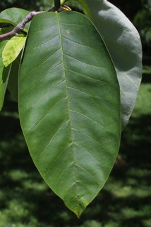 Magnolia acuminata, leaf - whole upper surface