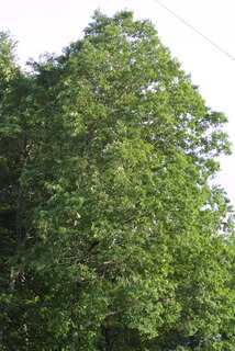 Quercus alba, whole tree or vine - general