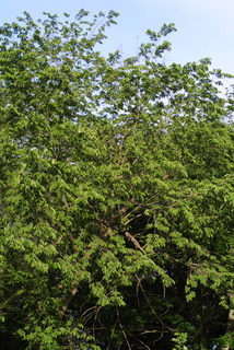 Ulmus rubra, whole tree or vine - general