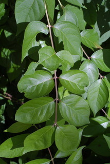 Lonicera maackii, leaf - showing orientation on twig