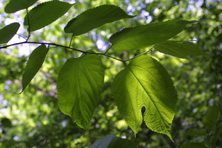 Morus rubra, leaf - whole upper surface