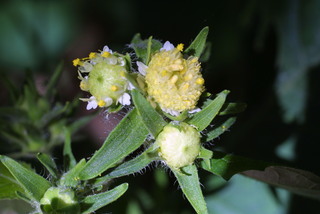 Polymnia canadensis, inflorescence - whole - unspecified