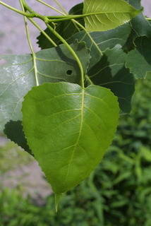 Populus deltoides, leaf - whole upper surface