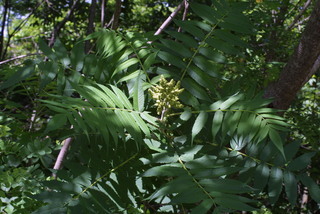 Rhus typhina, inflorescence - whole - unspecified