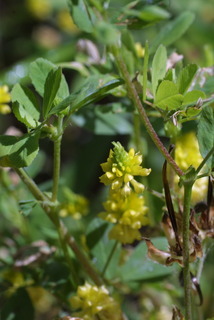 Trifolium campestre, inflorescence - whole - unspecified