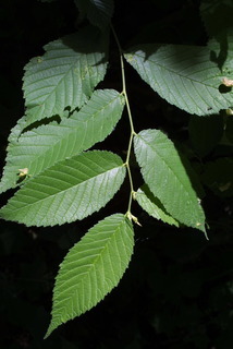 Ulmus rubra, leaf - showing orientation on twig