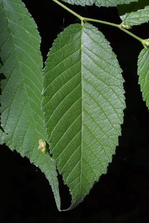 Ulmus rubra, leaf - whole upper surface