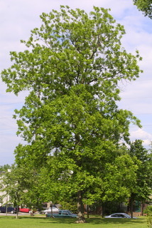 Carya illinoinensis, whole tree or vine - general