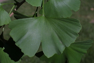 Ginkgo biloba, leaf - entire needle