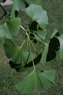 Ginkgo biloba, leaf - showing orientation on twig