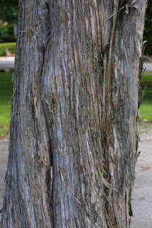 Juniperus virginiana, bark - of a large tree