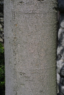 Magnolia virginiana, bark - of a large tree