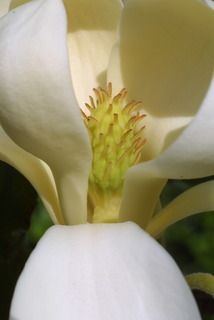 Magnolia virginiana, inflorescence - close-up of flower interior