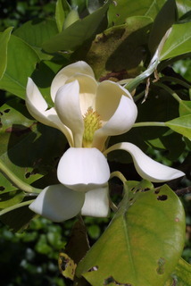 Magnolia virginiana, inflorescence - lateral view of flower
