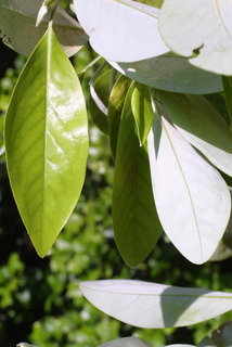Magnolia virginiana, leaf - whole upper surface
