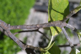 Magnolia virginiana, twig - winter overall
