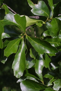 Quercus nigra, leaf - showing orientation on twig
