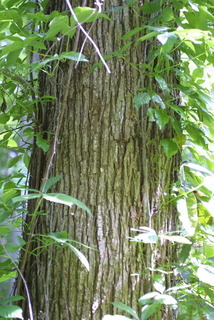Ulmus rubra, bark - of a large tree