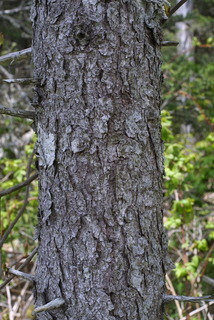 Picea rubens, bark - of a large tree