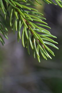 Picea rubens, leaf - entire needle